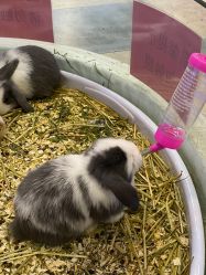 -卡通尼·Safari非洲探索乐园·生日会(金桥国际商业广场店)