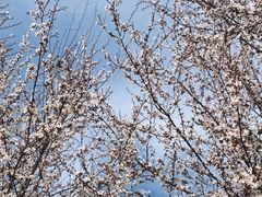 -两河城市森林公园