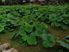 -洪湖家庭农场·团建·露营·会议