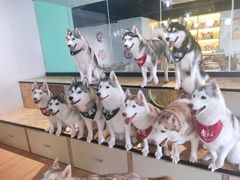 -Husky Go! 哈士奇体验馆·宠物咖啡厅狗咖