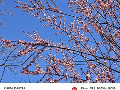 -西安曲江池遗址公园