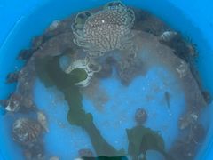 -日照海滨国家森林公园
