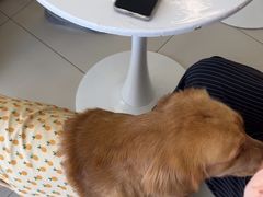 -怪兽屋·羊驼·猫咖·狗咖(俊华广场店)