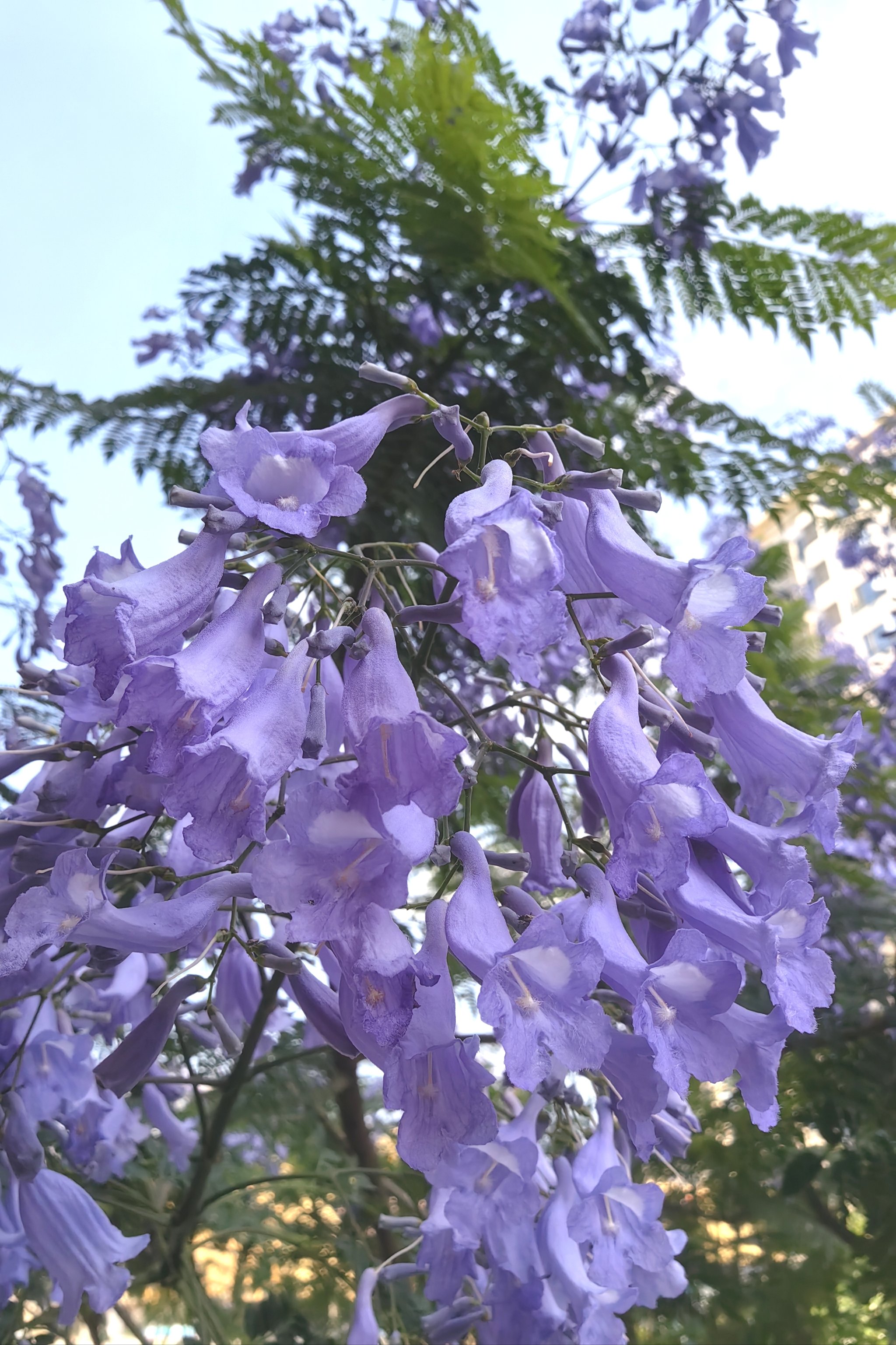 蓝花楹的浪漫