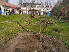 -前小桔亲子创意农场·草莓采摘·露营烧烤