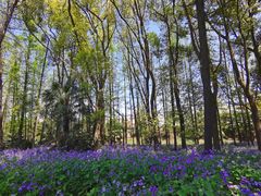 -上海共青森林公园