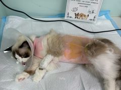 -达爱动物医院·犬猫分区·CT·复杂眼科(远洋山水分院)