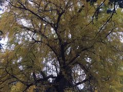 -嵩山少林文化旅游景区