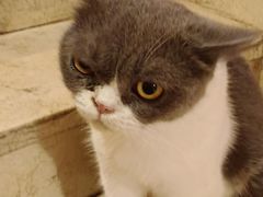 -猫爷宠物生活馆·撸猫馆
