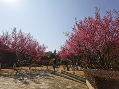 -月湖风景区