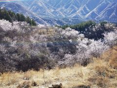 -妙峰山风景名胜区