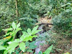 -东莞市大岭山森林公园