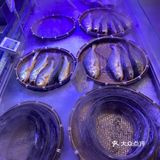 永远在“小步迭代”的十里堡盒马