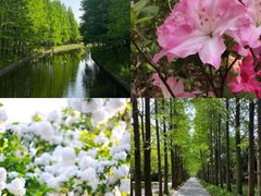 -上海共青森林公园