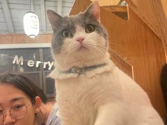 -MOCHA明星猫咖(田子坊店)
