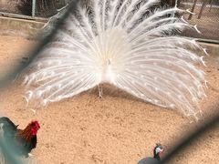 -秦皇岛野生动物园
