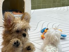 -帕帕拉兹宠物(亚洲旗舰店)