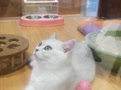 -龟与熊猫宠物公园(南坪店)