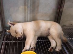 -1013 PET SHOP 宠物商店(近铁城市广场店)