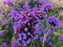 -北京东方普罗旺斯薰衣草庄园