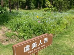 -上海滨江森林公园