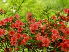 -上海共青森林公园