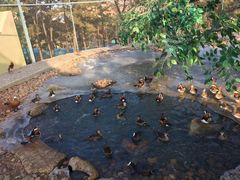 -西霞口神雕山野生动物世界