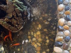 -临街徽菜馆·正宗黄山味