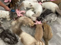 -楼上猫咖(罗湖店)