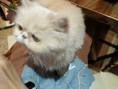 毛毛-猫色咖啡·猫咖