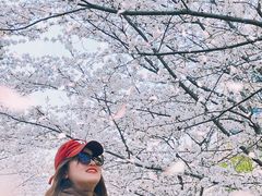 -高东镇樱花园