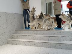-Husky Go!哈士奇体验馆·宠物咖啡厅狗咖