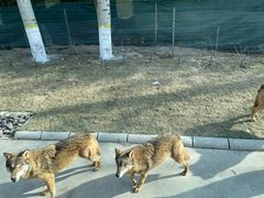 -北京野生动物园