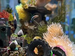 -太平洋海底世界