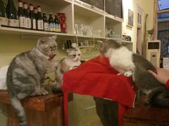 -猫色咖啡·猫咖