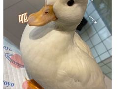 -RU DUCK柯尔鸭公社·撸鸭俱乐部·羊驼·小香猪