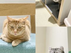 -藏猫猫咖啡主题馆(中央大道店)