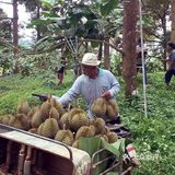 全产业链掌控、良心品质有保障 产自泰国核心产业区