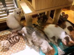 -more than meow吴止猫主题餐厅(承德 中船汇店)