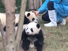 -成都大熊猫繁育研究基地