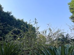 -中国科学院西双版纳热带植物园