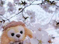 -嘉定紫藤园