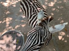-深圳野生动物园