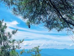 -王顺山国家森林公园