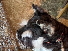 -J Create城市露营咖啡·简餐·宠物(上海动物园店)