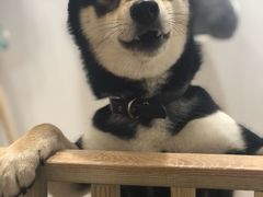 -柴迷FANS CLUB·柴犬狗咖·猫咖