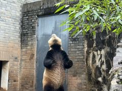 -都江堰中华大熊猫苑