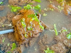 -鹅滋道(甘坑古镇店)