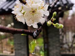 -南汇桃花村