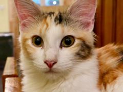 -猫色咖啡·猫咖